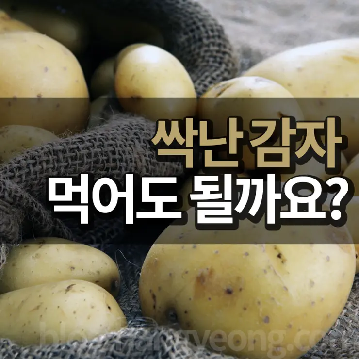 싹난 감자 먹어도 되나요?