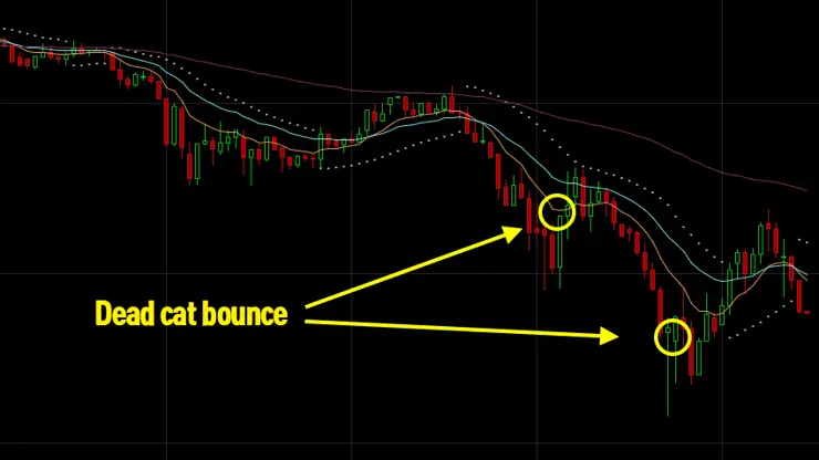 데드 캣 바운스 (Dead cat bounce)란?