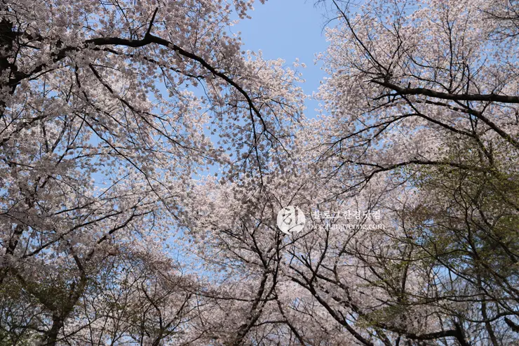 경희대학교 경희랜드 봄 벚꽃놀이 구경